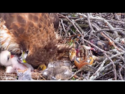 Cornell Hawks Cam ~ MOM!! I don't want to be groomed!! 😊 Big Red Preens Her Hatchling! 4.23.22
