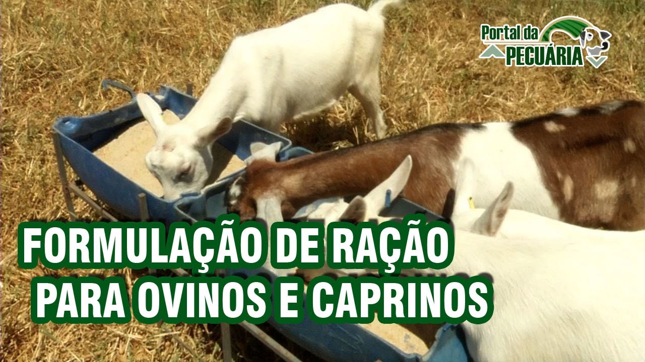Formulação de Ração para ovinos e caprinos