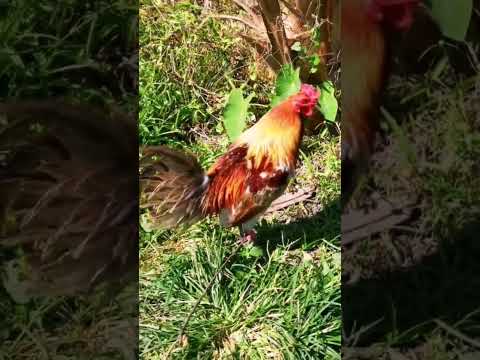 Miner Blue!! #sabongonlinetips #animals #rooster #chicken #youtubeshorts #shortvideo #farming
