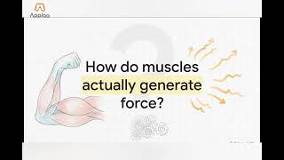 GCSE PE: Cardio-Respiratory System & Exercise | Lung Volumes & Heart Rate