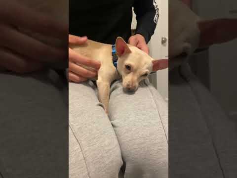 Casper, an adopted Chihuahua Mix in Kansas City, MO_image-1