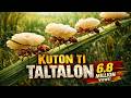 KUTON TI TALTALON COTTON FIELDS PARODY