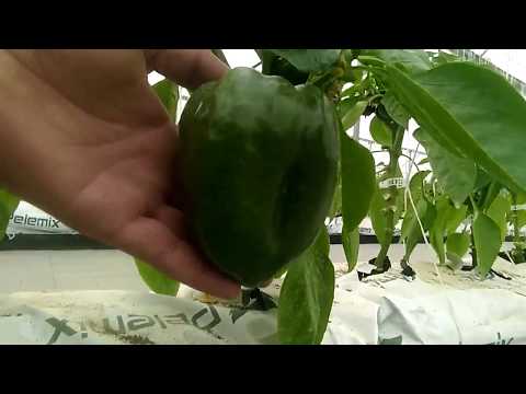 Hydroponic Farming - Awesome Greenhouse Bell Pepper Farming
