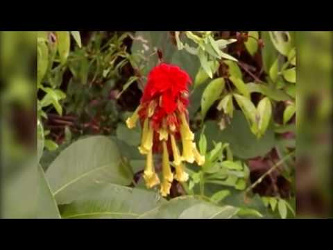 MAGALHÃES BARATA   PA