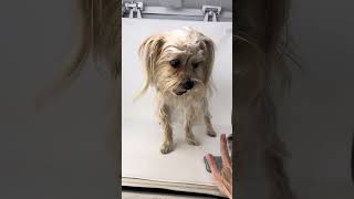 Video preview image #1 Shih Tzu-Unknown Mix Puppy For Sale in Benton, LA, USA