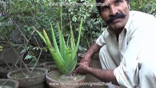 How to Take Care of a Aloe Vera Plant | Aloe Vera Plant | Organic Aloe Vera Seeds(urdu/hindi)