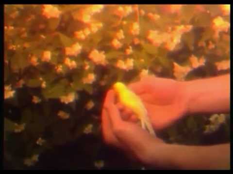 A.Mamontovas - Baltoji varnelė