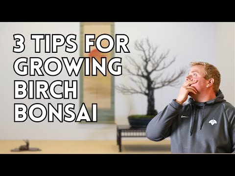3 Tips for Growing Birch Bonsai