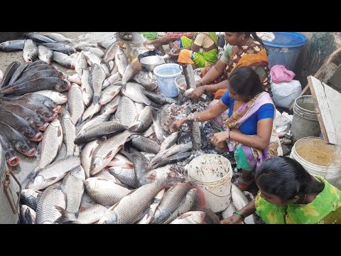 Worlds Largest Live Fish Cutting Market | Amazing Biggest Fish Markets In India | Sea Food Market