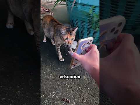 Streuner-Katzen halfen bei der Suche und das Ergebnis war unglaublich 😳