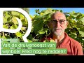 Voor wijnboer Fred zijn de druiven deze zomer zuur