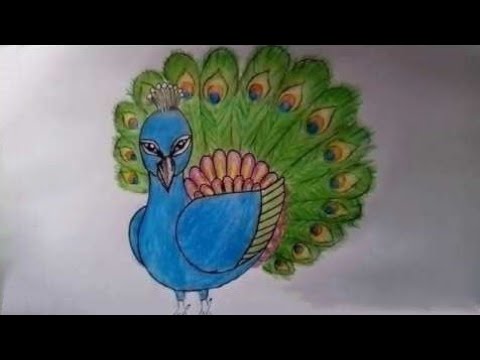 how to draw peacock