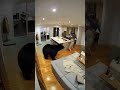 Terrifying Bear Home Invasion Bear Scary Caughtoncamera