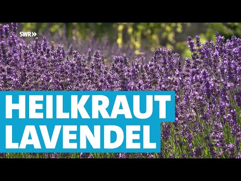 Wie Lavendel als Heilpflanze genutzt wird
