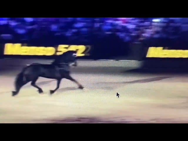 Puledro Frisone In vendita 2026 Nero ,  Menso 542