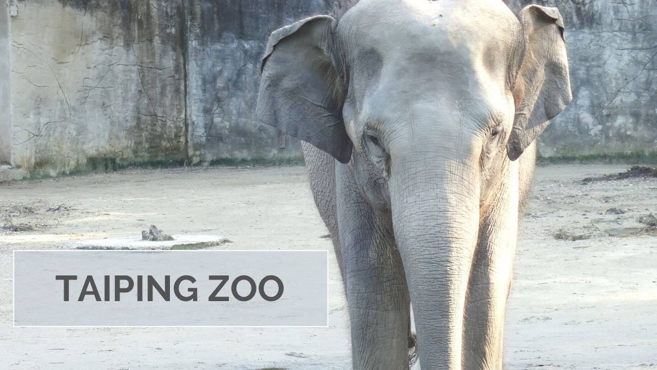 Taiping Zoo in Perak - Malaysia Travel Vlog