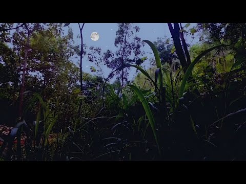 🌲 FOREST AT NIGHT – Crickets, Owls, Rain & Wind Sounds 🌙 Deep Sleep, Study, Relax & Stress Relief 🎧