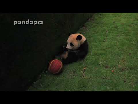 panda cub and the ball