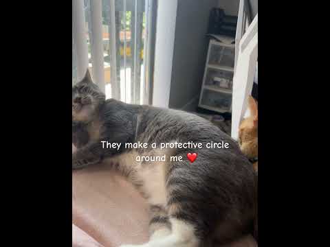 My cats are my guardian angels ❤️❤️ #cat #cats #catvideos #catshorts #shorts #fyp #kittens