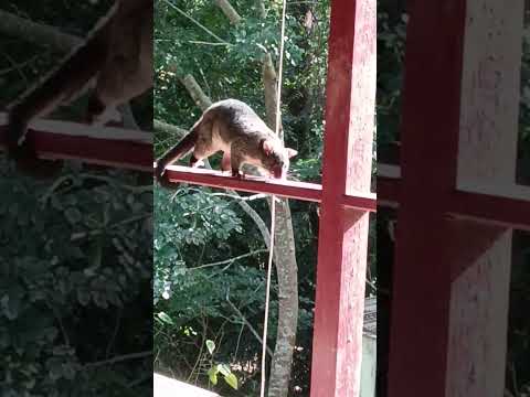 Shamini's YouTube Channel