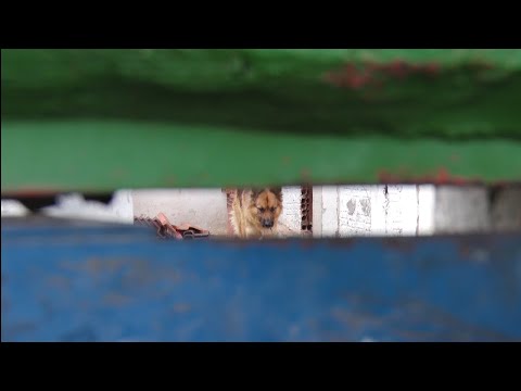 Bebê morre após ser atacado por cães de guarda de estabelecimento em RC