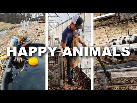 Automated Animal Care: Water, Cool Chickens & Moving Pigs