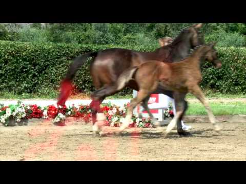 29 Alesi Hengst v. Action Blue - Quipeggio