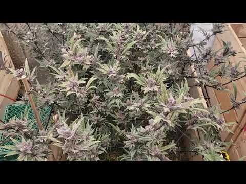 Durban poison day 91 of flower