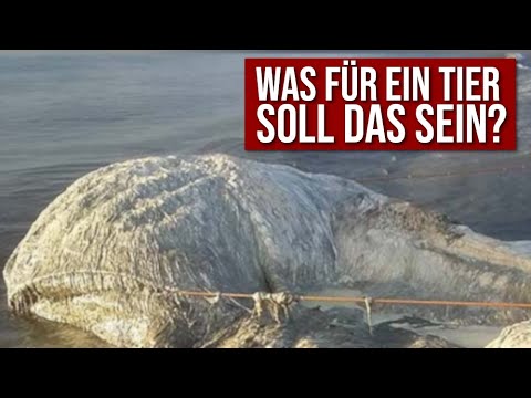 REAL terror from the deep: eerie sea creatures | Kati's Fright Day