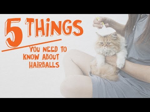 5 Things You Need to Know About Hairballs
