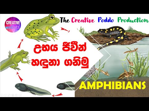උභය ජීවීන් හඳුනා ගනිමු | Amphibians
