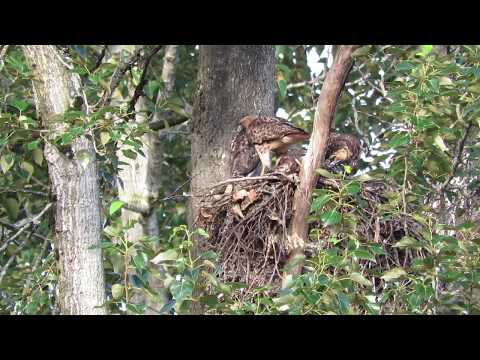 06/18/20 Red-Tailed Hawks Nest @ 359 S 38th Ct Renton Wa 2439-134