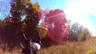 No auto dub Rushmount Equine Sports info@rushmount.com https://www.rushmount.com/equinesports/