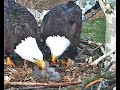 PA Farm Country Eagles 03 26 22 Lisa & Oliver Dual Feeding their 4 eaglets