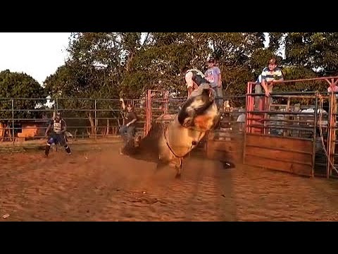 Touro Androide da Cia. São Lourenco de Tejupa SP