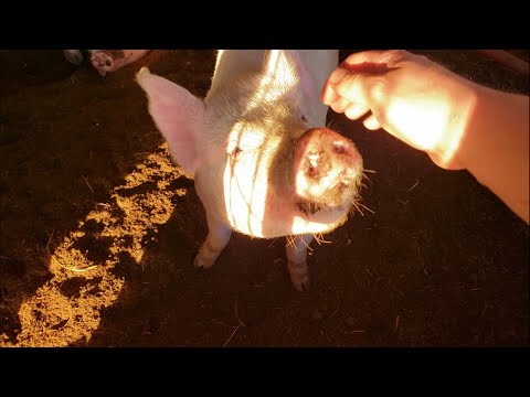 Farm Vlog #77 Pigs and Wood Chipper