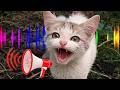 Kitten Meowing Loudly Crying For Mom Food So Heartbreaking