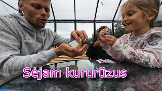 Birželio 8/ Kiemas virto metalo laužu-šiukšlynu/ Pamesta siunta visai š.... Sėjam kukurūzus