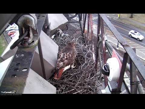 Big Sticks And Bill Touching At The Cornell Hawks Nest – Feb. 8, 2019