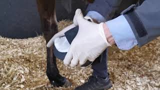 Applying a Hoof Poultice