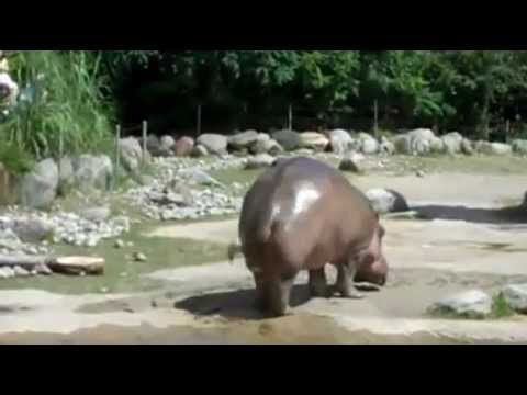 hipopotamii au o vedere slabă