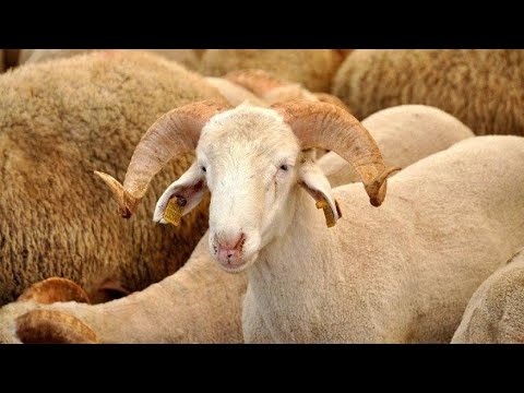 Jetoj jashtë, a mund ta bëj Kurbanin në Shqipëri? - Dr Imam Ahmed Kalaja