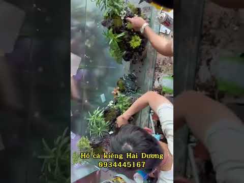 LẮP ĐẶT HỒ CÁ BÁN CẠN TRƯỚC KHI BÀN GIAO