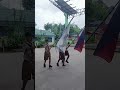 Boy Scout of the Philippines