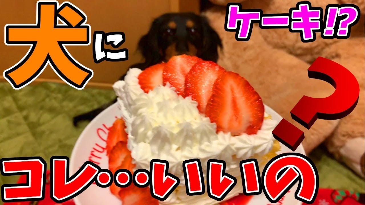 クリスマスだから子犬ダックスにケーキあげてみたら興奮しすぎてわらったｗｗｗ