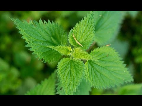 NJENO VELIČANSTVO - KOPRIVA! Prof. dr Mihajlovic