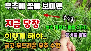 부추에 꽃이 필때 지금 이렇게 해줘야 굵고 부드러운 부추 수확합니다 부추키우는법 2가지 부추밭 웃거름 방법 …