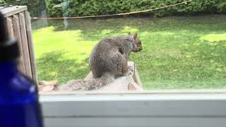 Squirrel