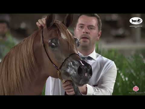 N 118 SAAD DE NESMA   Saudi Breeders Cup   Riyadh   Yearling Colt Class 6A