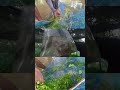 Channa Asiatika Ws Sri Lanka Breed SM WORLD FARM Snakehead Fish